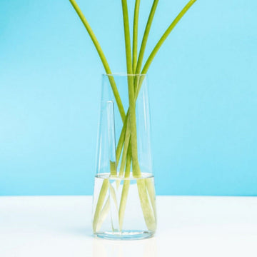 flaska green varilla de vidrio programado para estructurar el agua de tus plantas, metida en un florero transparente con agua