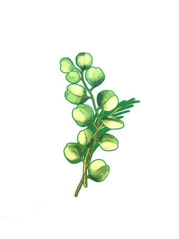 Ilustración de una rama de hojas verdes con hojas redondas y hojas largas, delgadas y puntiagudas sobre un fondo blanco.