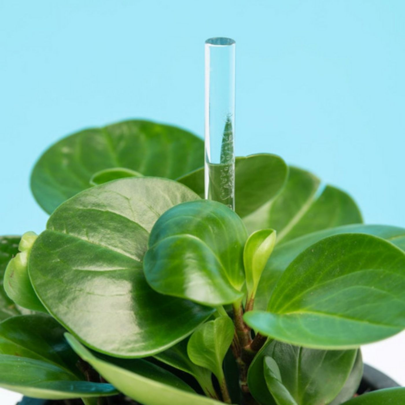 flaska green varilla de vidrio programado para estructurar el agua de tus plantas, junto con una planta de hojas verdes plantada en el macetero. fondo azul.