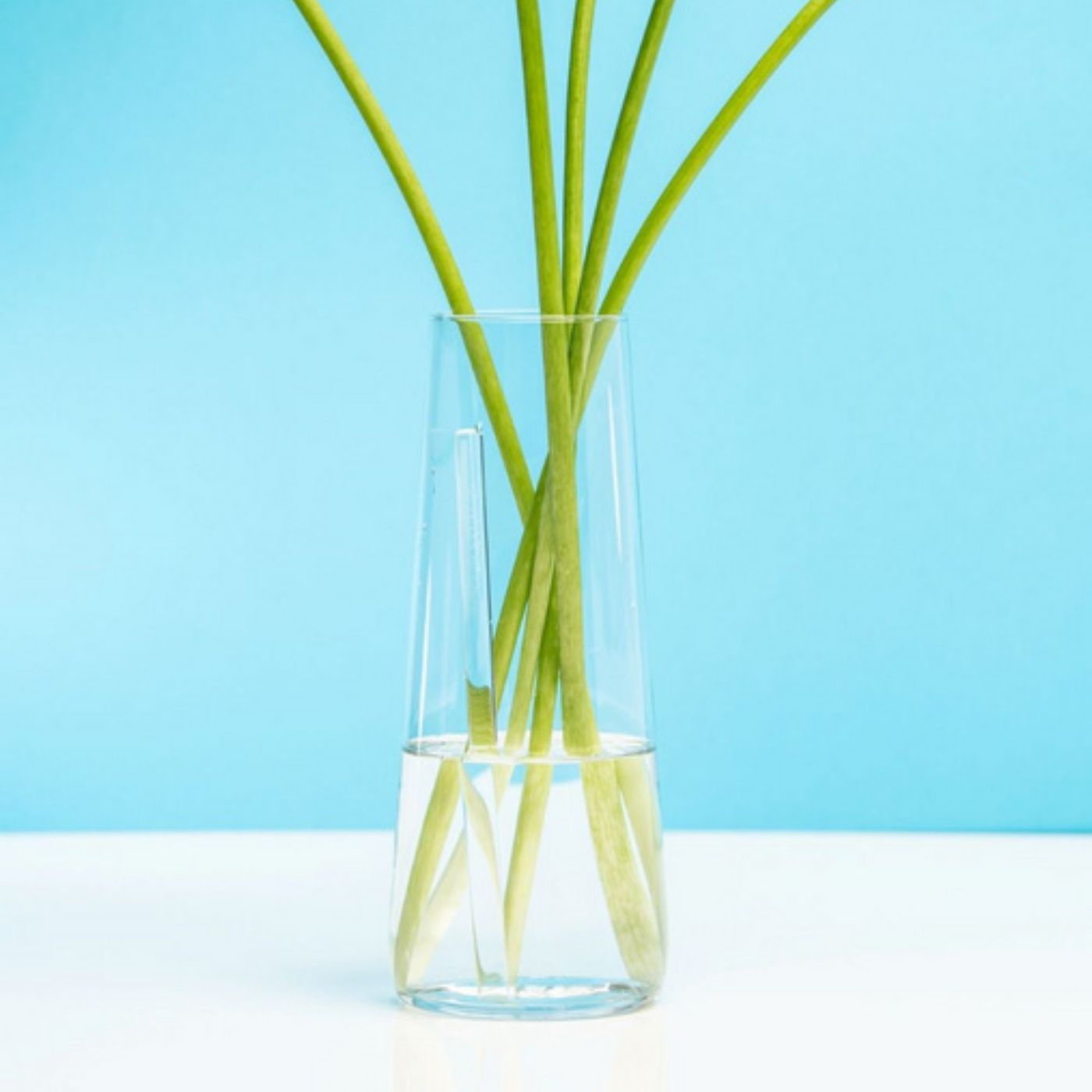flaska green varilla de vidrio programado para estructurar el agua de tus plantas, metida en un florero transparente con agua 